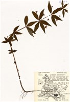 藏品(四葉珍珠菜 )的圖片